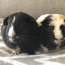Thumbnail photo of Lil Red & Buster #1