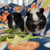 Thumbnail photo of Lil Red & Buster #2