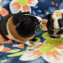 Thumbnail photo of Lil Red & Buster #3
