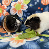Thumbnail photo of Lil Red & Buster #4