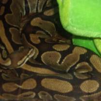 Thumbnail photo of Ball Pythons (4) #2
