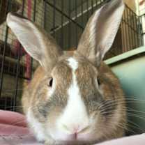 Thumbnail photo of Caesar #1