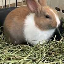Thumbnail photo of Caramel #1