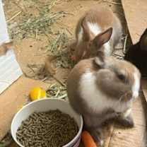 Thumbnail photo of Caramel #3