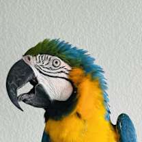 Thumbnail photo of Paco #1
