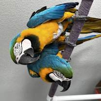 Thumbnail photo of Paco #2