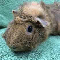 Thumbnail photo of Sephine #3
