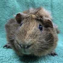 Thumbnail photo of Sephine #1
