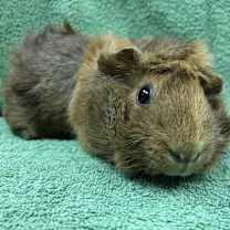 Thumbnail photo of Sephine #2