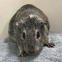 Thumbnail photo of Toot Toot #1