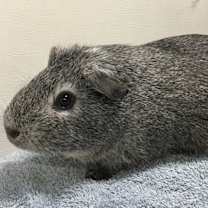 Thumbnail photo of Toot Toot #2