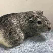 Thumbnail photo of Toot Toot #3
