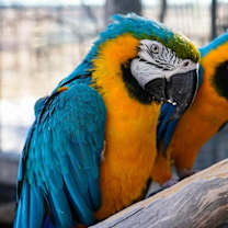 Thumbnail photo of Blue #1