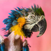 Thumbnail photo of Roxie #1