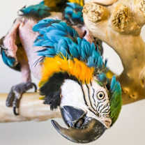 Thumbnail photo of Roxie #3