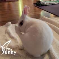 Thumbnail photo of Hazel (and Elvira and Tabitha) #1