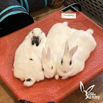 Thumbnail photo of Hazel (and Elvira and Tabitha) #2