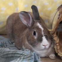 Thumbnail photo of Caesar #2
