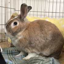 Thumbnail photo of Caesar #3