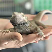 Thumbnail photo of Frankie #1