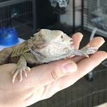 Thumbnail photo of Frankie #2