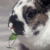 Thumbnail photo of Harper #1