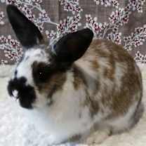 Thumbnail photo of Harper #3