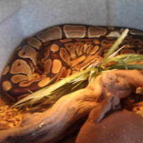 Thumbnail photo of Ball Pythons (4) #3