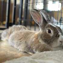 Thumbnail photo of Caesar #4