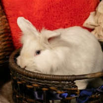 Thumbnail photo of Dexter #1