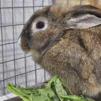 Thumbnail photo of Muffin #1