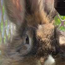Thumbnail photo of Muffin #2