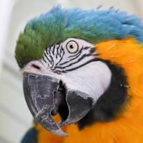 Thumbnail photo of Lindy #1