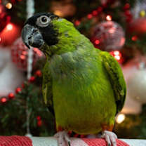 Thumbnail photo of Dinger #1