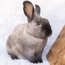 Thumbnail photo of Oatmeal #1