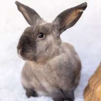 Thumbnail photo of Oatmeal #3