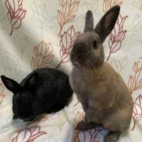 Thumbnail photo of Pauline (Bonded to Francine) #2