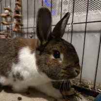 Thumbnail photo of Olive #1