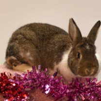Thumbnail photo of Olive #2