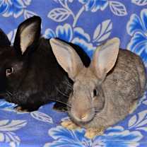 Thumbnail photo of Glenna and Gayla #1