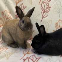Thumbnail photo of Pauline (Bonded to Francine) #3