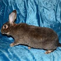 Thumbnail photo of Dante #2