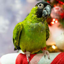 Thumbnail photo of Dinger #2