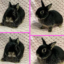 Thumbnail photo of Salem #1