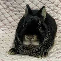 Thumbnail photo of Salem #3