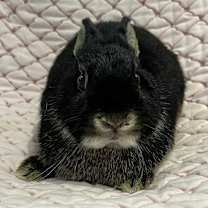 Thumbnail photo of Salem #4