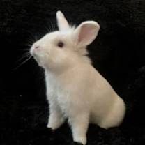 Thumbnail photo of Dexter #3