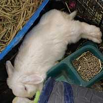 Thumbnail photo of Elsa #2