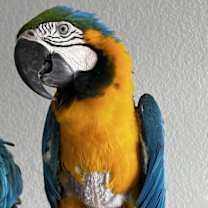 Thumbnail photo of Paco #3