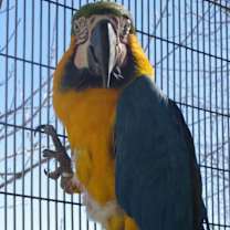 Thumbnail photo of Paco #4